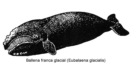 Ballena franca glacial (Eubalaena glacialis)